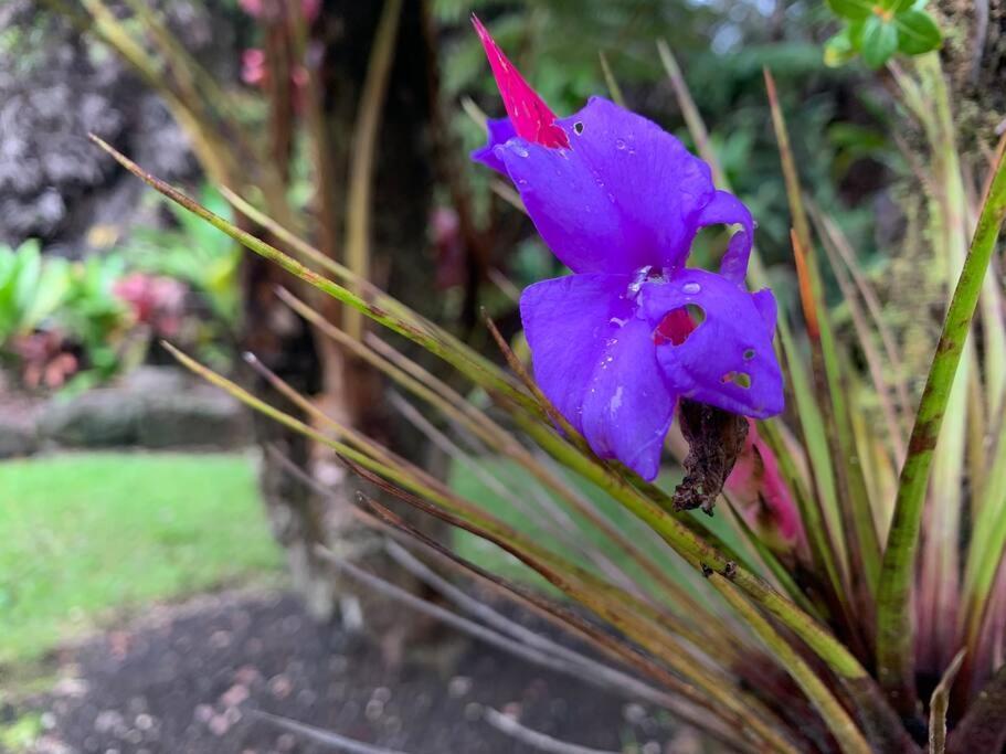 Hau'Oli Place Tiki Cottage In โวลคาโน ภายนอก รูปภาพ