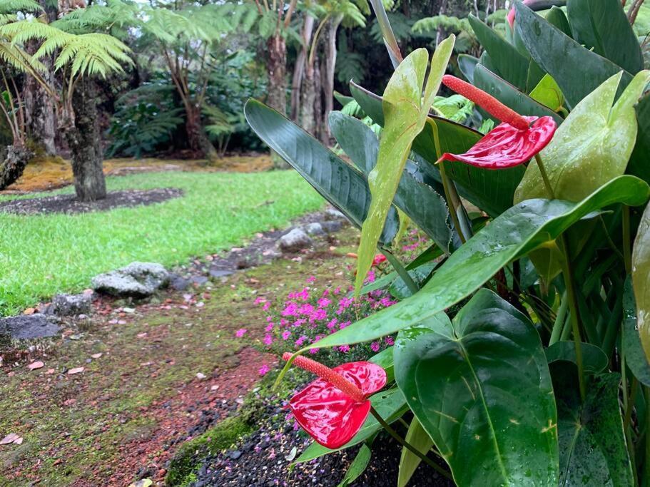 Hau'Oli Place Tiki Cottage In โวลคาโน ภายนอก รูปภาพ